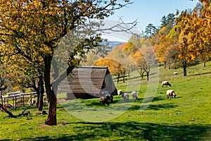 Small farm under castle Tocnik, autumn landscape, sunny day, goats and sheep graze on a green lawn among the trees, wooden house