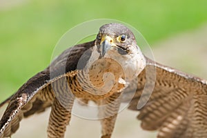 Small but fast predator bird falcon or hawk