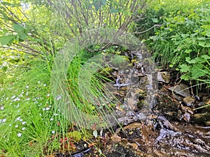 small fast river stream in mountain