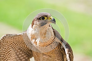 Small and fastest raptor bird peregrine or accipiter