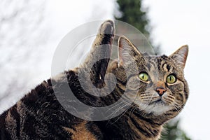 Small fat cat lifts her hind-tail in the air