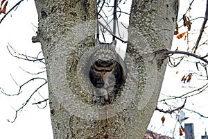 A small fat cat sits between two branches high up on a tree