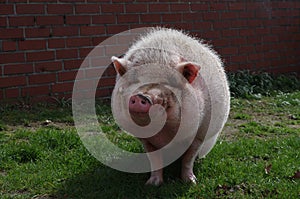 Small fat domestic pig in the meadow