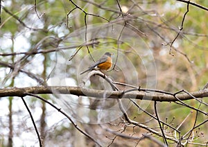 Small fat robini redbreast perched absolutely still on a tree br