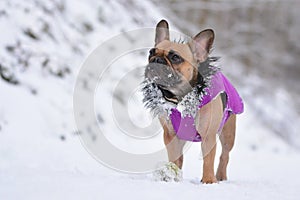 Small fawn French Bulldog dog wearing a purple winter coat in snow landscape