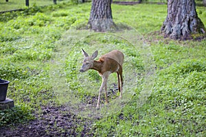 Small fawn goes Path in, Bialowieza National Park