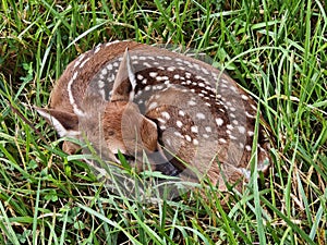 Small fawn sleeping in the grass