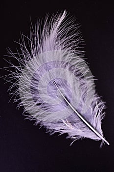 A small feather on a black background.Close-up.