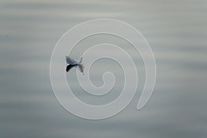 small feather floats peacefully on the calm waters of a lake photo