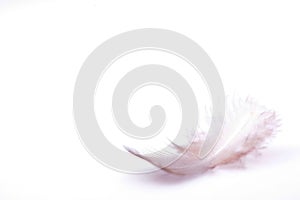 The small feather on a white background