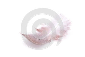The small feather on a white background
