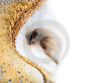 Small feathers around Eye of the nocturnal bird of prey owl