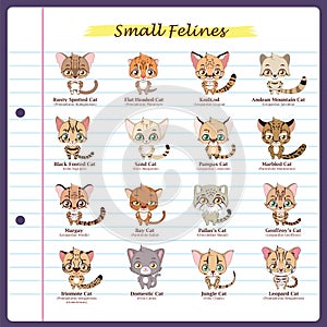 Small feline illustrations with regular and scientific names