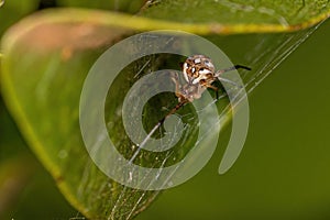 Small Female Brown Widow Spider