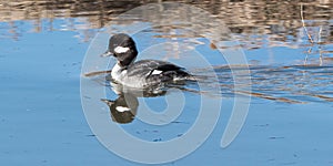 Small Female Bufflehead