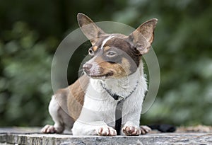 Tiny Chihuahua Rat Terrier mixed breed dog pet adoption photo