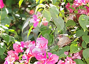Small female light brown lovely, cute bird in her nest