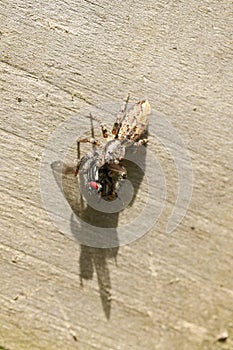 A small Fence-Post Jumping Spider Marpissa muscosa perching on a wooden fence with a fly in its talons which it has just caught