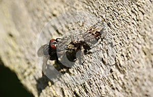 A small Fence-Post Jumping Spider Marpissa muscosa perching on a wooden fence with a fly in its talons which it has just caught