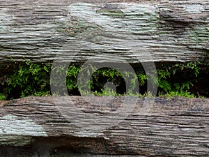 Small fern growing inside the crack of log bench in the park with wooden texture in vintage and grunge style