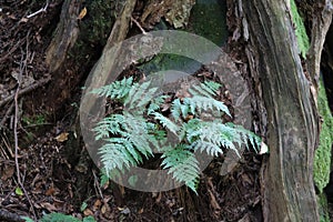 Small fern growing between tree roots photo