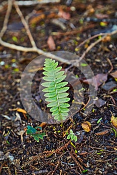 Small fern plants emerging from soil