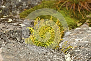 Small fern at summit of Mt. Kearsarge in New Hampshire