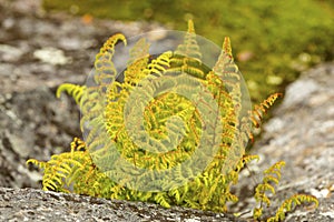 Small fern at summit of Mt. Kearsarge in New Hampshire