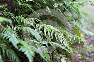 Small ferns growing in forest