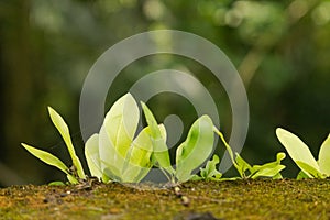 Small ferns on the wall. Background, sunny day at tropical park