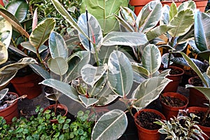 Small Ficus Tree in Pot, Domestic Tree Weeping Fig, Ficus Benjamina