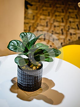 Small fiddle leaf fig tree in stylish modern pot furniture. Ficus lyrata leaves, stylish plant on wooden table. Floral decor in