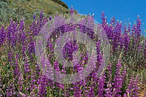 Small Fiedl of Brilliant Lupines in Spring