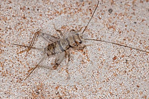 Small Field Cricket
