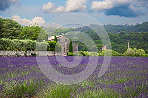 A small field of lavender on a farm in Provence.