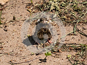 Small fieldfare chick (Turdus pilaris), that has fallen out of the nest and sitting on a sandy ground. Chick