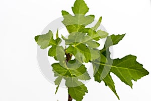 small fig fruit tree on white background top view