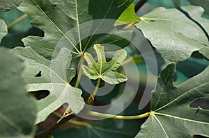 Small Fig Leaf Surrounded with Bigger
