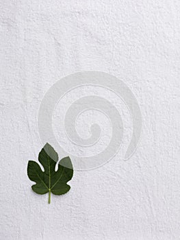 Small fig leaf on a white towel