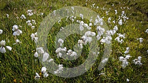 Small filed of cotton grass in Faroe Islands