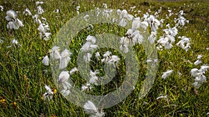 Small filed of cotton grass in Faroe Islands