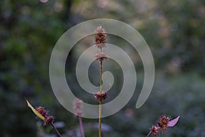 Small filigran plant in forrest close up bokeh isolated photo