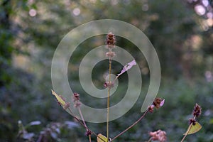 Small filigran plant in forrest close up bokeh photo