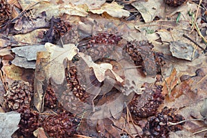 Small fir cones on autumn oak leaves background