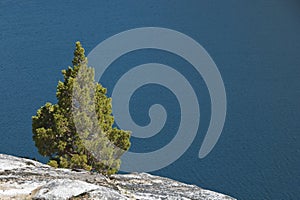 Small Fir Grows in Granite by a Lake