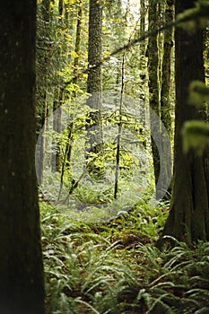 a Small Fir Sapling in the dense green lush forest