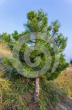 Small fir tree on mountain