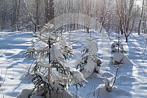 Small fir trees covered with snow in the winter forest. Winter background.