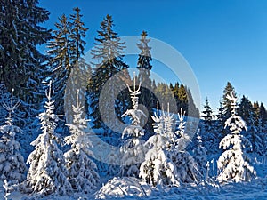 Small fir trees richly snow-covered bright in sunshine winter nature