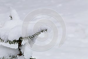 A small fir under a pile of snow